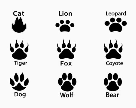 Collection of animal paw prints and footprints labeled cat lion leopard tiger fox coyote dog wolf bear