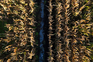 Corn field seen from above with dry autumn leaves
