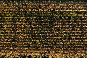 Corn field seen from above with dry autumn leaves