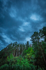 dark clouds over a pine forest