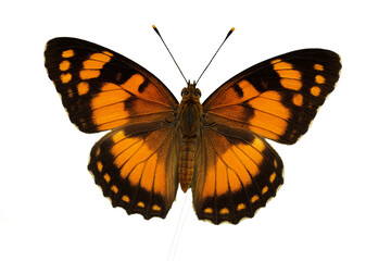beautiful butterfly on a white background, with gold accents, watercolor