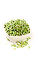 Fresh Green Wheat Kernels from Henan Province in White Bowl - Healthy Whole Grain Cereal Crop
