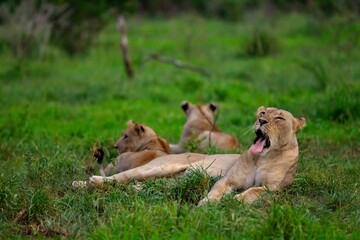 Lions (Panthera leo) are a importent part of African wildlife. 