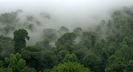Misty Mountain Forest Canopy.