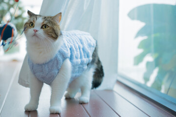 winter holiday and cat concept with british cat wear silk scarf and play with pine and christmas...