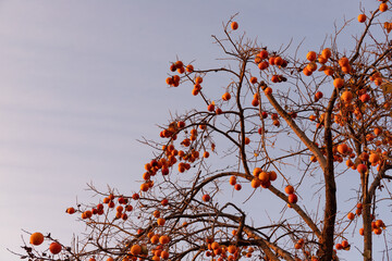 Yellow persimmons on trees against a blue sky.