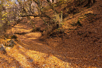 Yellow leaves on the ground in the forest.