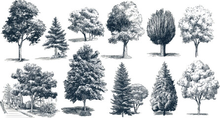 Collection of detailed ink sketch illustrations of various deciduous and coniferous trees on a white background