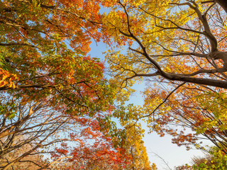 樹木が色づく芦屋市総合公園ミラタップパークの秋
