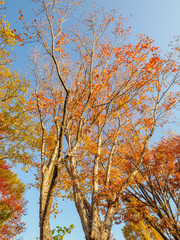 Fototapeta premium 樹木が色づく芦屋市総合公園ミラタップパークの秋