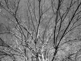 冬枯れの六甲の登山道