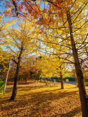 Fototapeta premium 樹木が色づく芦屋市総合公園ミラタップパークの秋