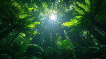 Obraz premium Sunlight Filtering Through Lush Ferns in a Primeval Forest