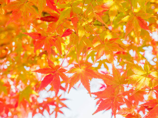 樹木が色づく芦屋市総合公園ミラタップパークの秋