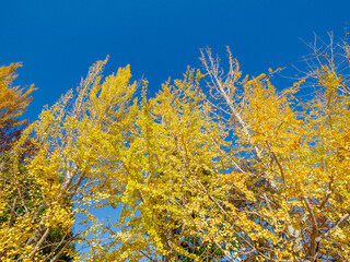 Fototapeta premium 樹木が色づく芦屋市総合公園ミラタップパークの秋