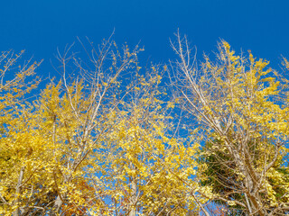 樹木が色づく芦屋市総合公園ミラタップパークの秋