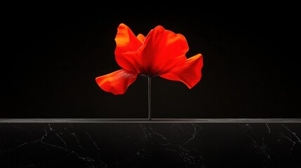 A single red flower with a long stem and large petals stands out against a black background.