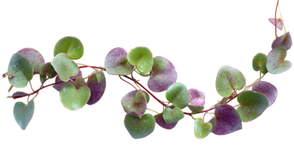 String of hearts vine with green and purple leaves cascading against a showcasing its delicate beauty and unique foliage