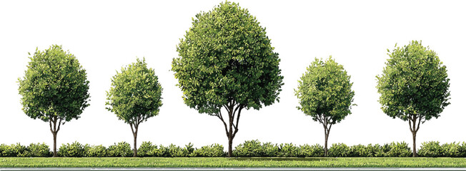 Five green trees and manicured bushes in a row against a white background nature plant © appl