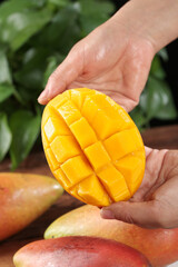 Fresh Ripe Mango with Diced Pulp Held in Hands - Guangxi Guifei Sweetheart Variety Tropical Fruit
