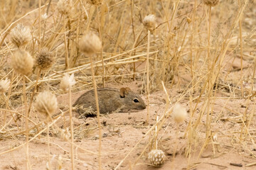 Rhabdomys pumilio, the Four-striped mouse eating winter seeds in Kgalagadi Reserve