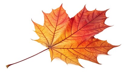 Vibrant Red and Yellow Autumn Maple Leaf Isolated on White Background
