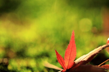 日本の秋の紅葉