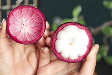 Fresh Thai Mangosteen Fruit Halves with White Flesh in Hands - Tropical Exotic Imported Fruit