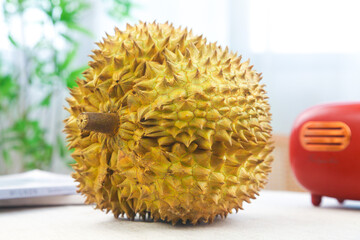 Fresh Golden Durian Fruit with Spiky Shell - Thailand King of Fruits on Table
