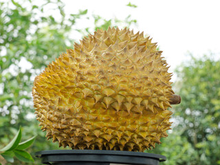 Fresh Golden Durian Fruit with Spiky Shell - Thailand's King of Fruits