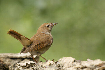 Nachtigall (Luscinia megarhynchos)