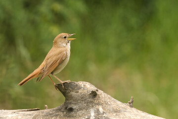 Nachtigall (Luscinia megarhynchos)