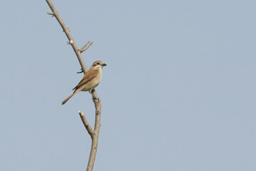 Neuntöter (Lanius collurio)