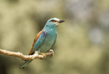 Blauracke (Coracias garrulus)