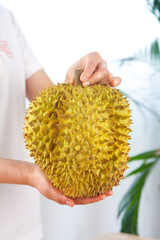 Fresh Golden Durian Fruit from Thailand - Whole Spiky Tropical Fruit Held in Hands