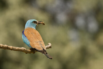 Blauracke (Coracias garrulus)