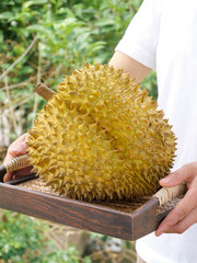 Fresh Golden Durian Fruit on Wooden Tray - Thai Tropical Fruit