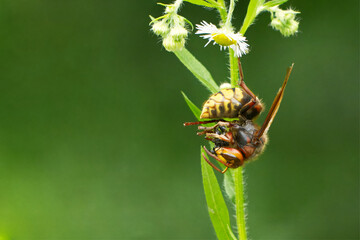 Europ&auml;ische Hornisse (Vespa crabro)