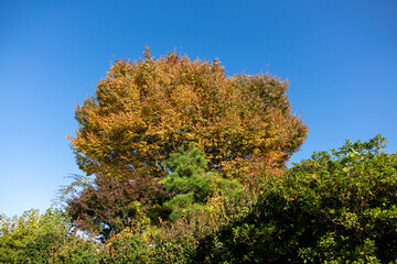 Colorful Autumn Trees - Mixed Fall Foliage with Red Yellow Green Leaves