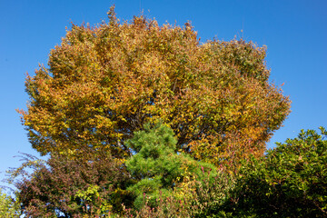 Colorful Autumn Trees - Mixed Fall Foliage with Red Yellow Green Leaves