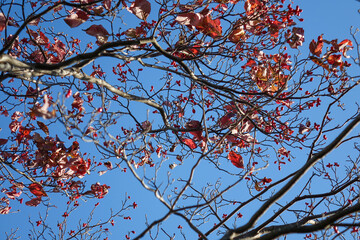 Red Maple Leaves Against Blue Sky - Vibrant Autumn Foliage Close-up