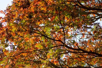 Red Maple Leaves Against Blue Sky - Vibrant Autumn Foliage Close-up