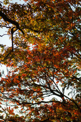 Red Maple Leaves Against Blue Sky - Vibrant Autumn Foliage Close-up