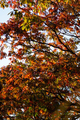 Red Maple Leaves Against Blue Sky - Vibrant Autumn Foliage Close-up