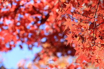 日本の秋の紅葉