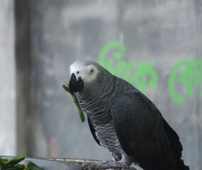 Close-up detailed portrait of an African Grey Parrot, showing its textured grey feathers, curved black beak, and bright yellow eye. High-resolution wildlife image suitable for nature, pet, and bird-re