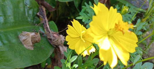 The bright yellow kenikir flower blooms with serrated petals, while the background features trees and moist green leaves that provide a natural and serene atmosphere.