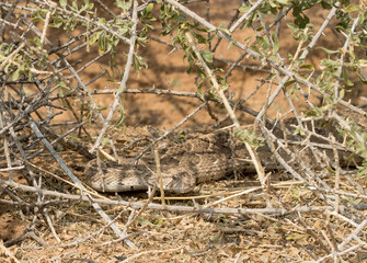 Puffadder sheltering under a shrub to escape predators