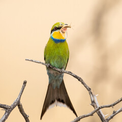 Obraz premium Sqwallow-tailed bee-eater in the Kgalagadi, South Africa. The insect is used as partof the courtship display.