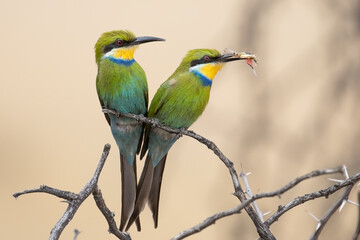 Sqwallow-tailed bee-eater in the Kgalagadi, South Africa. The insect is used as partof the courtship display.